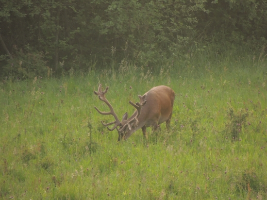 Dnešný lykáč, ktorý ma veľmi potešil