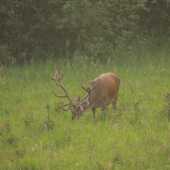 Dnešný lykáč, ktorý ma veľmi potešil