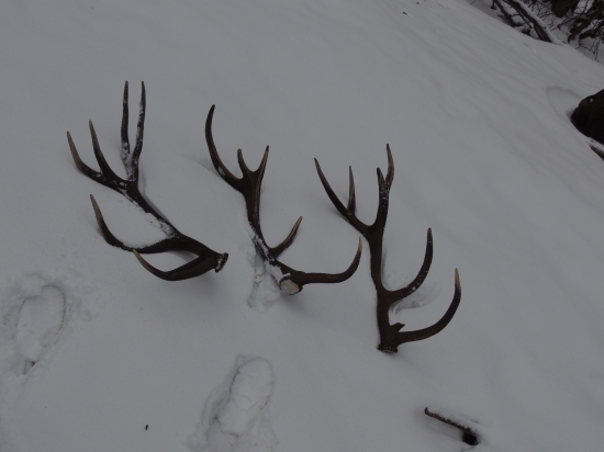 Výsledok dnešnej prechádzky