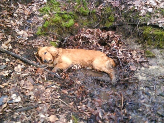 vysliedil až ich ležovisko:-))