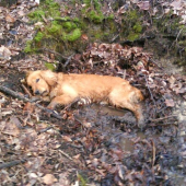 vysliedil až ich ležovisko:-))