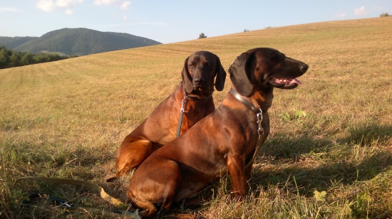 Podkonické pastorále