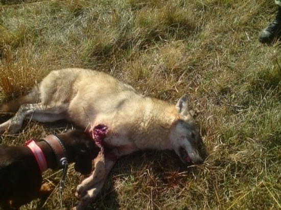 známeho úlovok na spoločnej