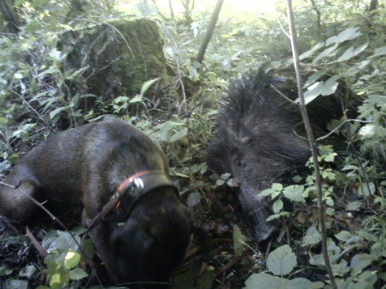 ďalšia dohľadávka