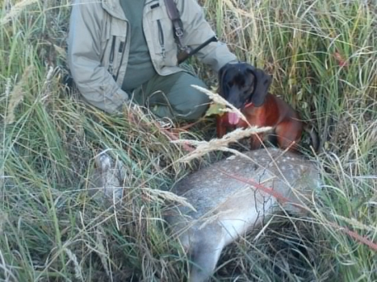 Dohľadaný danielik