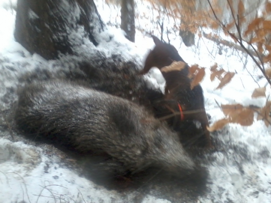 prvoaprílový lonštiačik