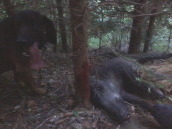 dalšia adrenalinovka