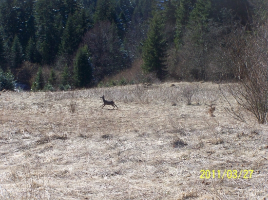 šumna jelenička...