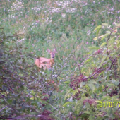 sarenka na trebinke ..