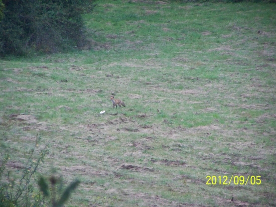 lišečka na bedloch :D