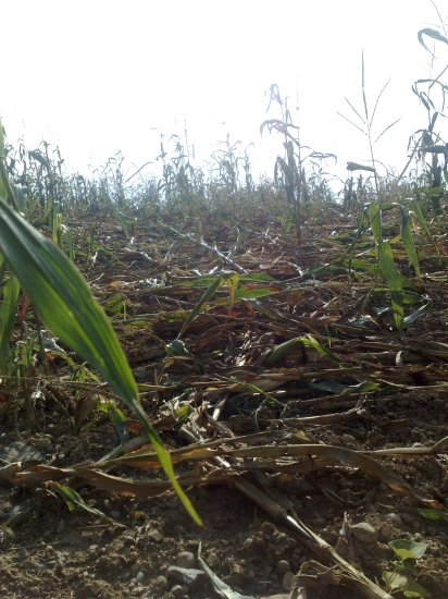 kukurička im chucela :)