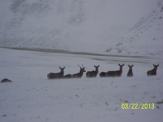 neška na repke, mladnaci ...