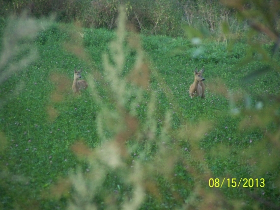 ranajky.....................