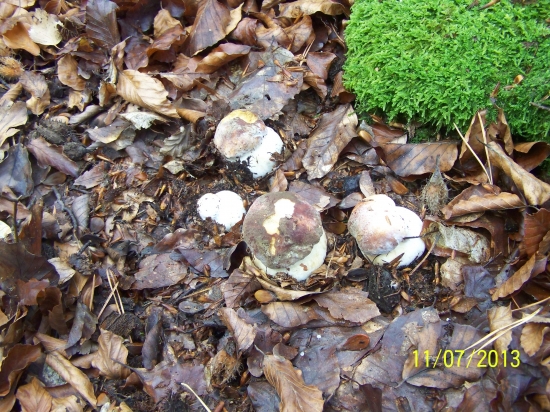 rastuca rodzinka, novembrova