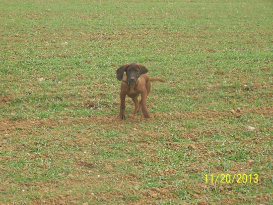 Ajax na pšeničke :)