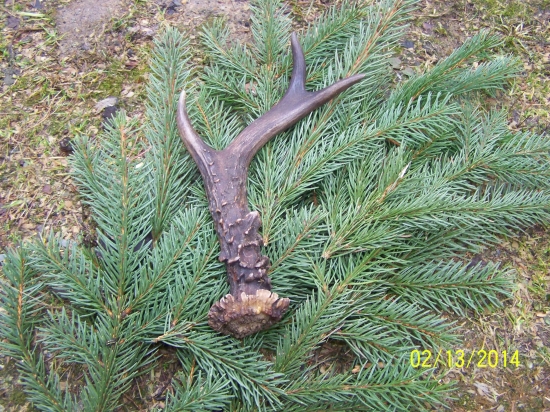 tu je v polnej paradze:)