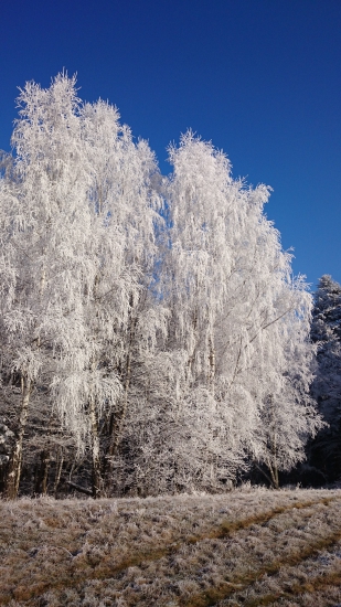 z nedzelnej polovačky