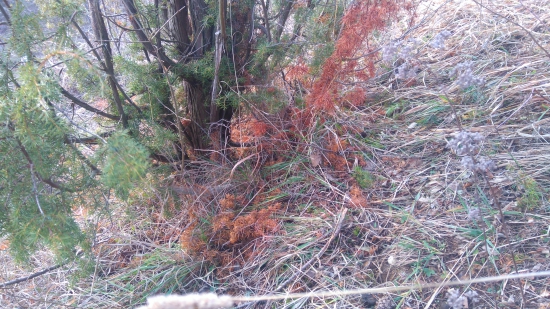 Na štedrý deň prvý pohľad pod jadlovcom