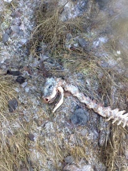 srnec s jednym paroškom