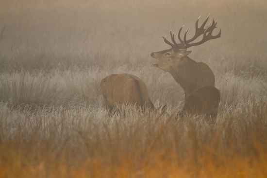 Hmlisté a mrazivé ráno