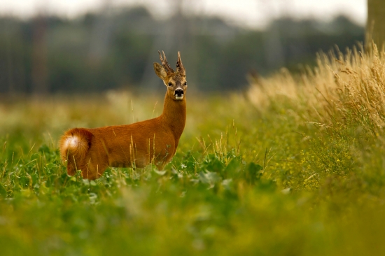 Fešák V. :)