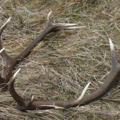 dvanácterák 4 kg