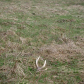 sika