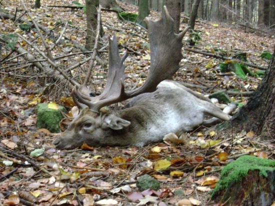 toto je foto trofeje ne na tom pytli