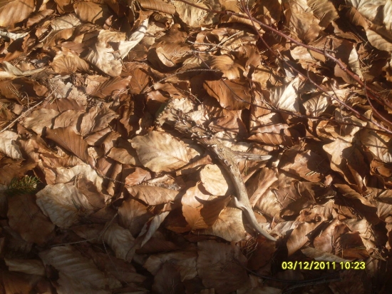 poteší aj zo srnca