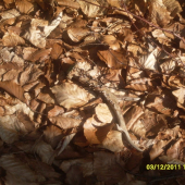 poteší aj zo srnca