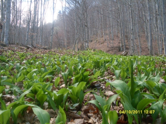 tohtoročný medvedí cesnak v plnej kráse