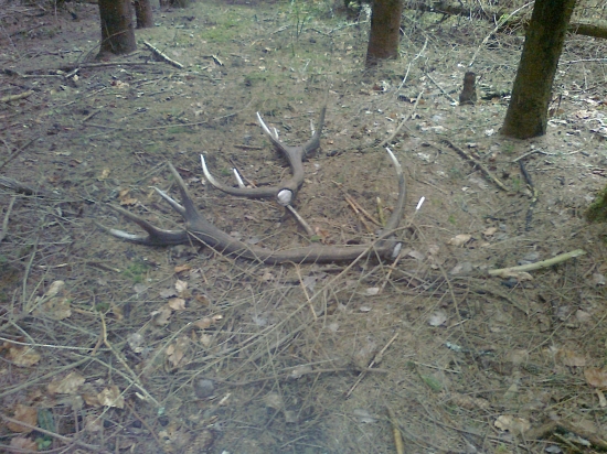 Kamarátová pára .