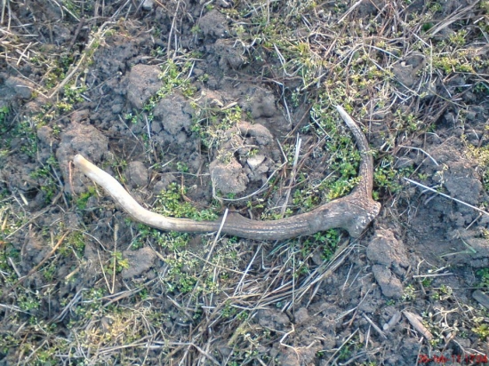 dnes 5 minút od domu na oráčine.