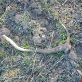 dnes 5 minút od domu na oráčine.