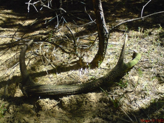 rok  si  tam  ležal.