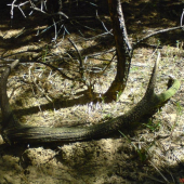 rok  si  tam  ležal.