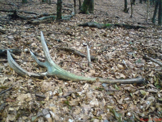 dnešný kamaratov   3.80