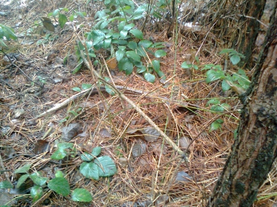 dnešna prechadzka 2