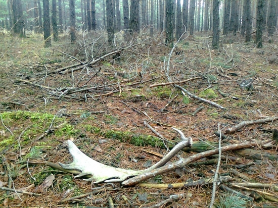 včerajši  kamarátova