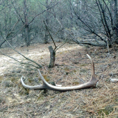 šestorak