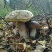 dvaja bratia