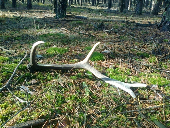 včerajší   pozdrav