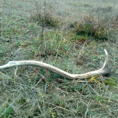 stále  sa  da  dačo  najst