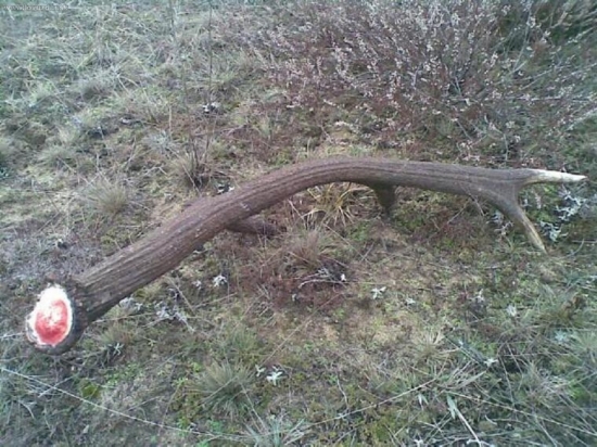 kamarátov