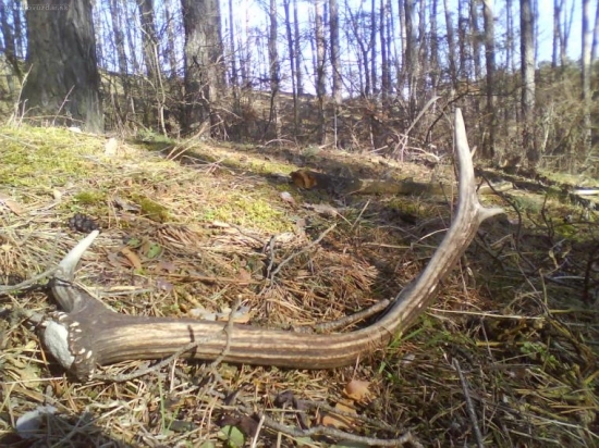 dnešný  ale  starý