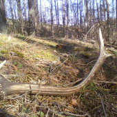 dnešný  ale  starý