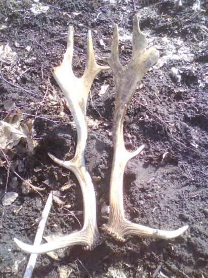 dnešné -  staré  asi  3 r.