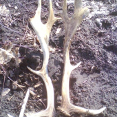 dnešné -  staré  asi  3 r.