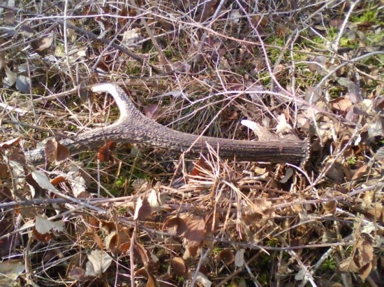 dnešný  ale  starý