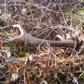 dnešný  ale  starý